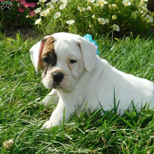 Spot, Miniature Bulldog Puppy